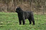 BOUVIER DES FLANDRES 433